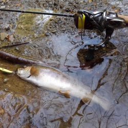 渓流ミノーイング ～長良川水系～